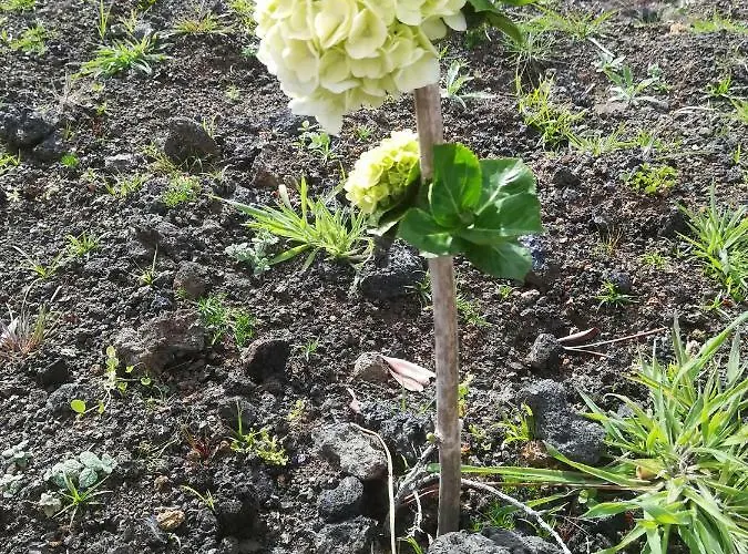 Quinta Das Torres * Criacao Velha