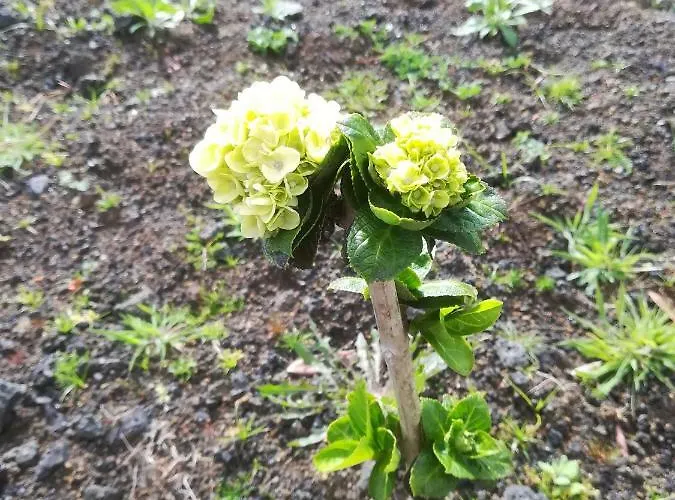 Quinta Das Torres Criacao Velha